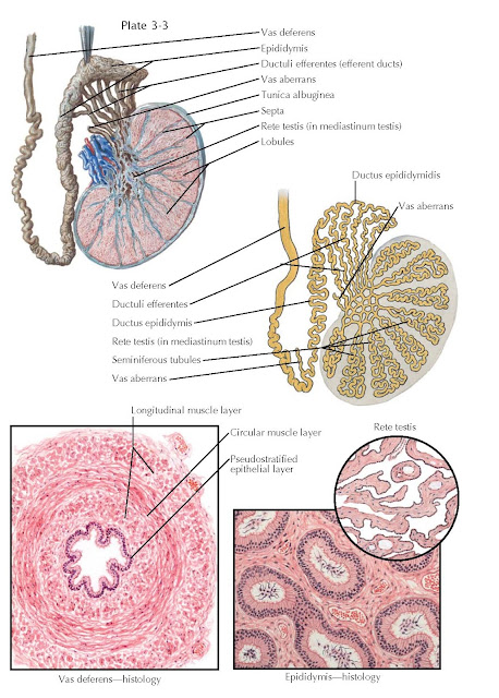 TESTIS, EPIDIDYMIS, AND VAS DEFERENS