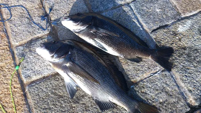 常連さんの釣果と共に撮影させて頂きました。