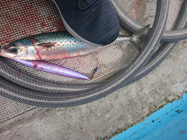 金州　ジギング　タイラバ　バチコン　サビキ　第１５増福丸