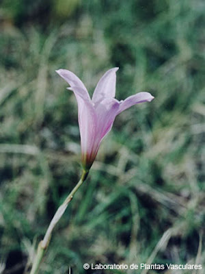 Habranthus gracilifolius