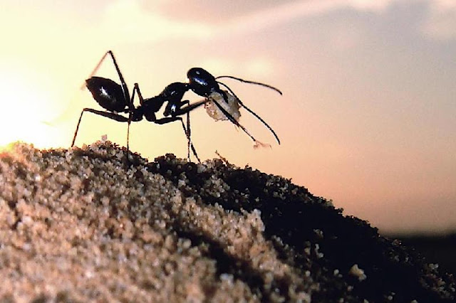 Una nueva investigación podría ayudar a explicar por qué estas diminutas hormigas no suelen perderse en el gran desierto