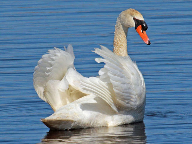 Swans Birds Pictures