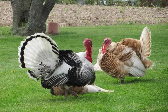 57 Fascinating Facts About the Versatile Turkey Bird