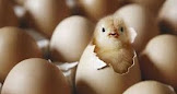 cara menetaskan telur ayam yang baik dan benar dengan menggunakan mesin tetas (Incubator)