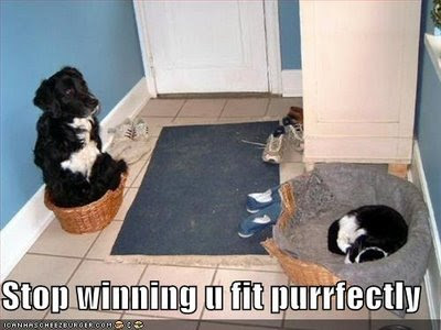 funny-pictures-cat-dog-beds-stop-whining.jpg