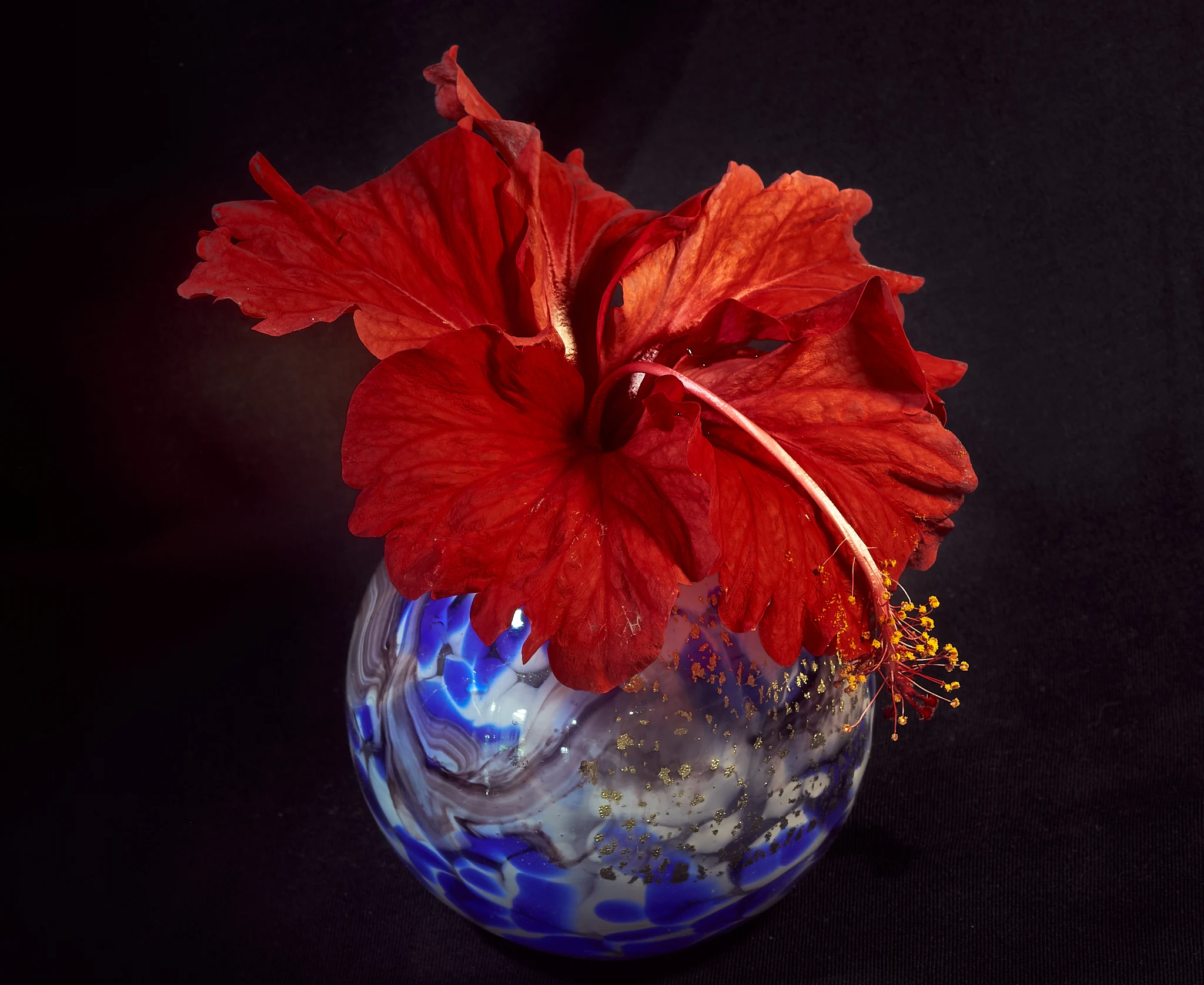 Red Hibiscus Gold Flaked Blue Vase Studio Close-up Gentle HDR Capture 1
