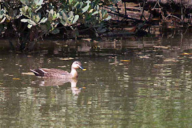 birds, Chinese Spot-billed Duck, Anas zonorhyncha, Okinawa