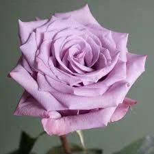 Picture of lavender rose flower - Pictures of 20 colored roses - Pictures of 20 colored roses - NeotericIT.com