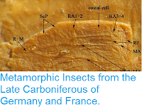 http://sciencythoughts.blogspot.co.uk/2014/01/metamorphic-insects-from-late.html