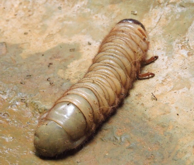 larva gigante de escarabajo fuerte hércules o rinoceronte