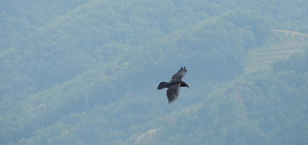 Monte Sumbra corvi in volo