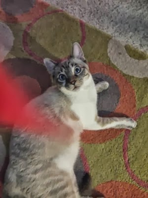 137dev-DSCF0821