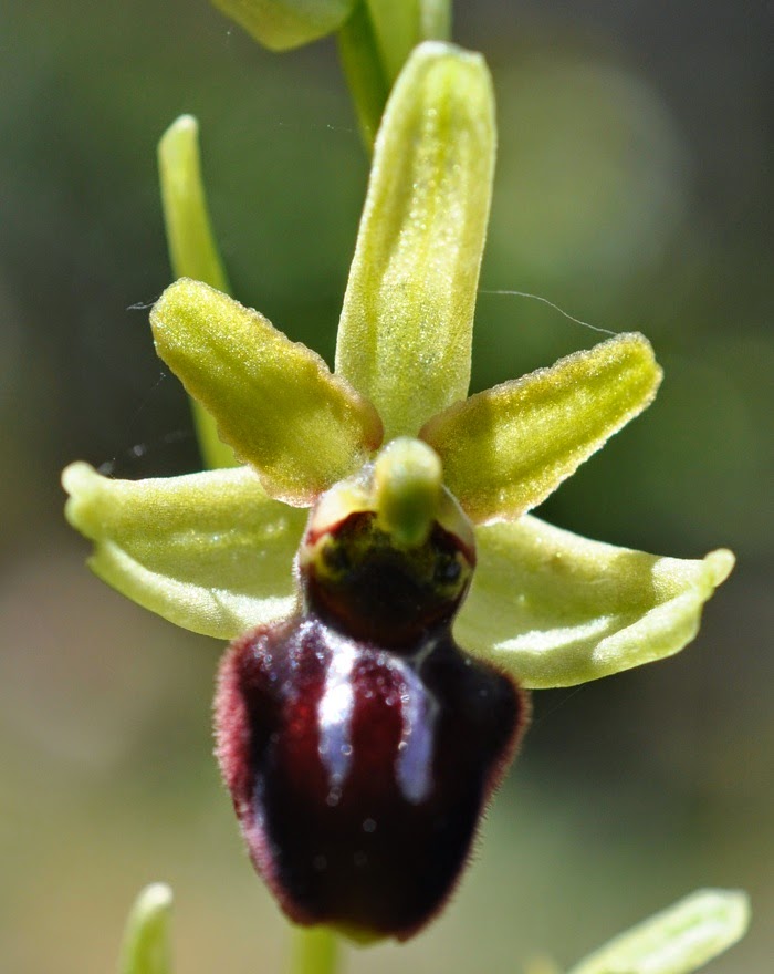 Ophrys araignée