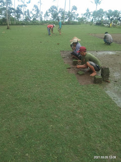 Tanam rumput golf surabaya rumput yang khusus untuk area perumahan citraland surabaya April Tahun 2024