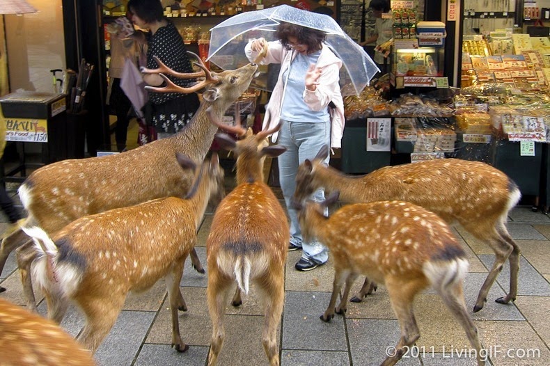 nara-deer-9 nara-deer-9