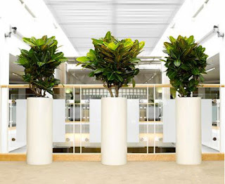 Indoor Plant in Melbourne