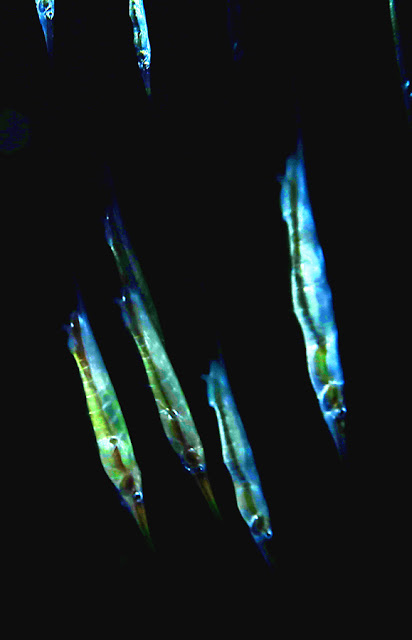 Shrimpfish, si ikan perenang vertical yang unik