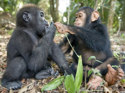 Photographs Capture Beautiful Relationship Between A Baby Gorilla And Chimp
