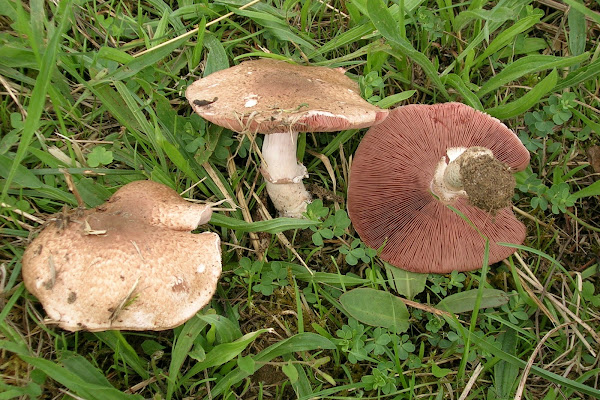 Agaricus langei