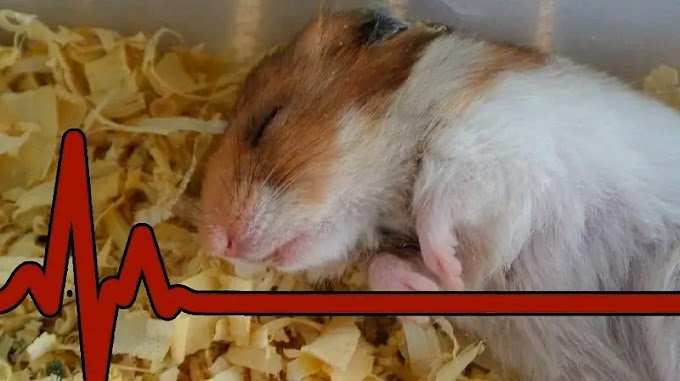  Why Do Hamsters Die Easily? Understanding the Causes and Prevention