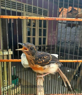 Kumpulan Daftar Harga Burung Murai Batu Terbaru 2017