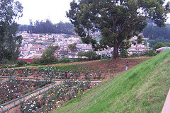 View of OOTY from Botanical Garden 