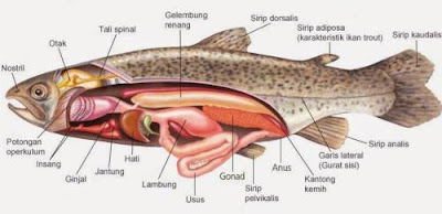 Gambar bagian - bagian tubuh pada ikan