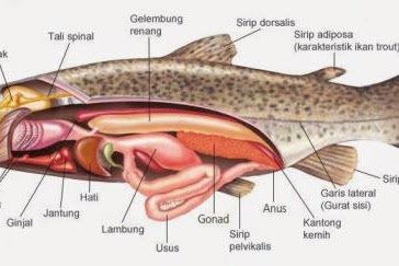 Apa Itu Abdomen Pada Ikan