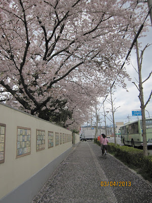 Kirsikanpuiden kukintaa ohittamamme päiväkodin porteilla.
