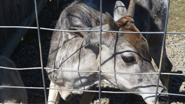 My Daughter's Field Trip:  Animal Adventure --Harpursville, NY --How Did I Get Here? My Amazing Genealogy Journey