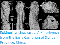 https://sciencythoughts.blogspot.com/2015/12/eokinorhynchus-rarus-kinorhynch-from.html