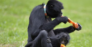 Is the history of human preference for alcohol linked to monkeys? In research on spider monkeys, scientists have found that they find and eat fruits that are ripe and contain alcohol, which reinforces the notion that humans' drinking habits are inherited from biological ancestors. Found. '  A spider monkey and her baby eat fruit on July 30, 2020, at Braccino Park near Bogota, Colombia. A new study has found that this species of monkey eats alcoholic beverages (AFP)   A new study has found that spider monkeys usually look for ripe fruit that contains alcohol. Their practice reinforces the idea that humans 'inherited the love of alcohol from their biological ancestors.'  Professor Robert Dudley, a biologist at the University of California, Berkeley, proposed the hypothesis of 'alcoholic monkeys' in 2014, according to which the attraction to alcohol in our history is millions of years old when monkeys discovered that the smell of alcohol Towards fruit and nutritious fruits.   But Professor Dudley's hypothesis was based on the knowledge that some of the fruits that monkeys ate contained 7% alcohol. They were unable to provide any evidence as to whether the apes and apes really did find the fruit that had the yeast in it or whether they could digest the alcohol.  Now, thanks to new research, scientists have collected fruits that were eaten or thrown away by black-handed spider monkeys. In this way, the scientists found out that the monkeys really preferred fruits that contained alcohol.  Researchers have learned that spider monkeys sniffed and bit the fruit called jubo, which humans have been using for thousands of years to make wine called chika. It usually contained between one and two percent alcohol.  Scientists also took urine samples from six spider monkeys and found alcohol in five of them. This shows that instead of just letting the alcohol out of their bodies, they were actually using it for energy.  According to Dr. Christina Campbell, lead author of the study and an archaeologist at California State University North Ridge: Which contains alcohol.  He added: "It's just a matter of research and more research is needed, but there seems to be some truth in the notion that the 'drunken monkeys' assumption is correct. The tendency to drink alcohol in humans is based on a deep connection with the fruit-eating monkeys that used to produce naturally occurring wine in ripe fruits.   Professor Dudley, co-author of the study, which was published this month in the Royal Society's Open Science Journal, called it a direct test of the "drunken monkeys" hypothesis.   He says: 'The first thing is that the food they (monkeys) are eating contains alcohol and they eat a lot of fruit. The other thing is that they are actually making alcohol a part of their body. We don't know how much fruit they eat and what effect it has on their behavior and body, but it is certain that they do.   Professor Dudley said that in the case of spider monkeys, "they may not be intoxicated because their stomachs are full before they reach the level of intoxication, but alcohol gives them some physical benefits." ۔ '  Professor Dudley added that 'the food they consume may have germicidal properties or the activity of yeast and germs may cause the fruit to digest faster. You can't rule out that possibility. "  Dr. Campbell said that monkeys may choose alcoholic beverages because fermented fruit gives them more calories than unleavened fruit and thus more energy.  Dr. Campbell said that human ancestors may have been similarly affected when deciding which fruit to eat.  He added: "It is possible that human ancestors preferred the choice of fruit that contained alcohol. Because such fruits have more calories. In the same way, the effects of alcohol on the brain and the server can result in its consumption and benefits in the form of calories.  Of course, the availability of alcohol today without filling the stomach with fermented fruit pulp means that it is easy to become over-consumed.  Researchers have argued that the high consumption of alcohol in modern times may be the result of a link between alcohol and its nutritional value in the ancestral era, but may also be helpful to society in dealing with the harms of alcohol use.   "Drinking too much alcohol, like diabetes and obesity, can be seen as a disease of malnutrition," the study said.