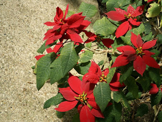 Euphorbia pulcherrima - Poinsettia - Etoile de Noël