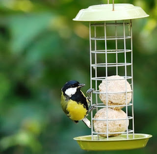 Research in Britain about the Great Tit is speculating that humans are influencing their evolution. Examples of evolution are false, only variations.