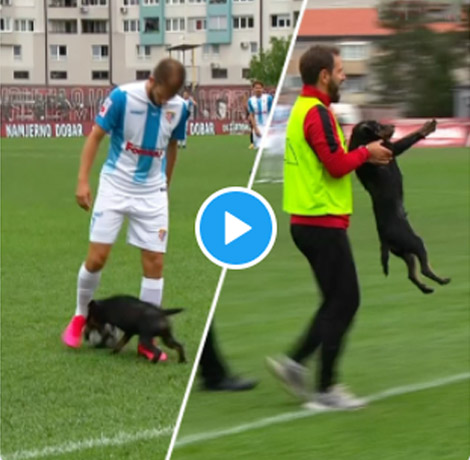 Anjing 'Ngolongin' Pemain di Laga Bola, Fans MU Sebut-sebut Martial