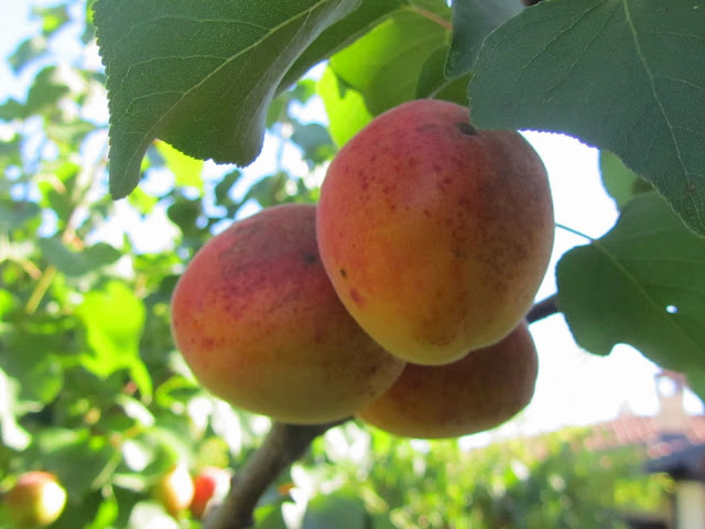 Apricot fruits