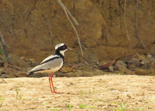 PIed Lapwing