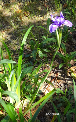 Douglas iris, Iris douglasiana