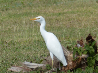 Héron garde-bœufs - Bubulcus ibis