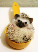 Martin Freeman is Not a Hedgehog: One Year Later (hedgehog)