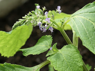 Plectranthe frutescent - Plectranthus fruticosus 