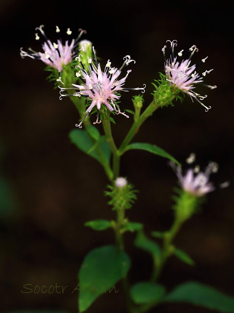 Saussurea sinuatoides