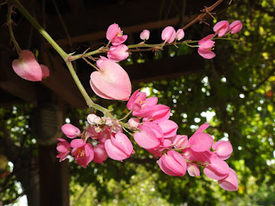 珊瑚藤的花序