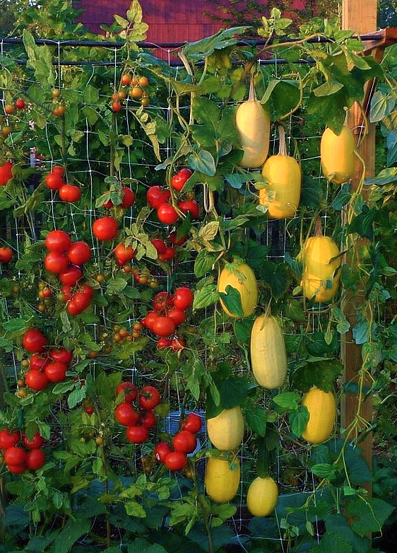 Cara Tanaman Hidroponik Sayuran Tumbuh dan Berkembang  Cara Tanam Hidroponik Terbaru