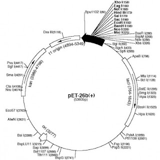 Traditional view of pET26b