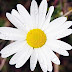 9 Great daisy facts for kids