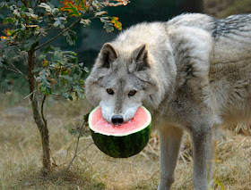 funny animal pictures, wolf eats watermelon