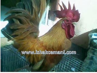 Ayam Kate Emas