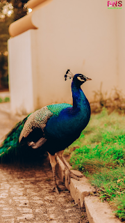 peacock beutiful wallpaper, peacock feather, beutiful peacock Morningpeacock wallpaper photo,  peacock wallpaper for walls,  peacock wallpaper design,  beautiful peacock wallpaper,  peacock feather wallpaper,  peacock live wallpaper,  peacock 3d wallpaper,  5d peacock wallpaper