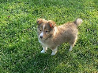 Shetland Sheepdog Puppy Pictures